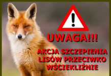 jesienna akcja ochronnego szczepienia dzikich lisów przeciwko wściekliźnie